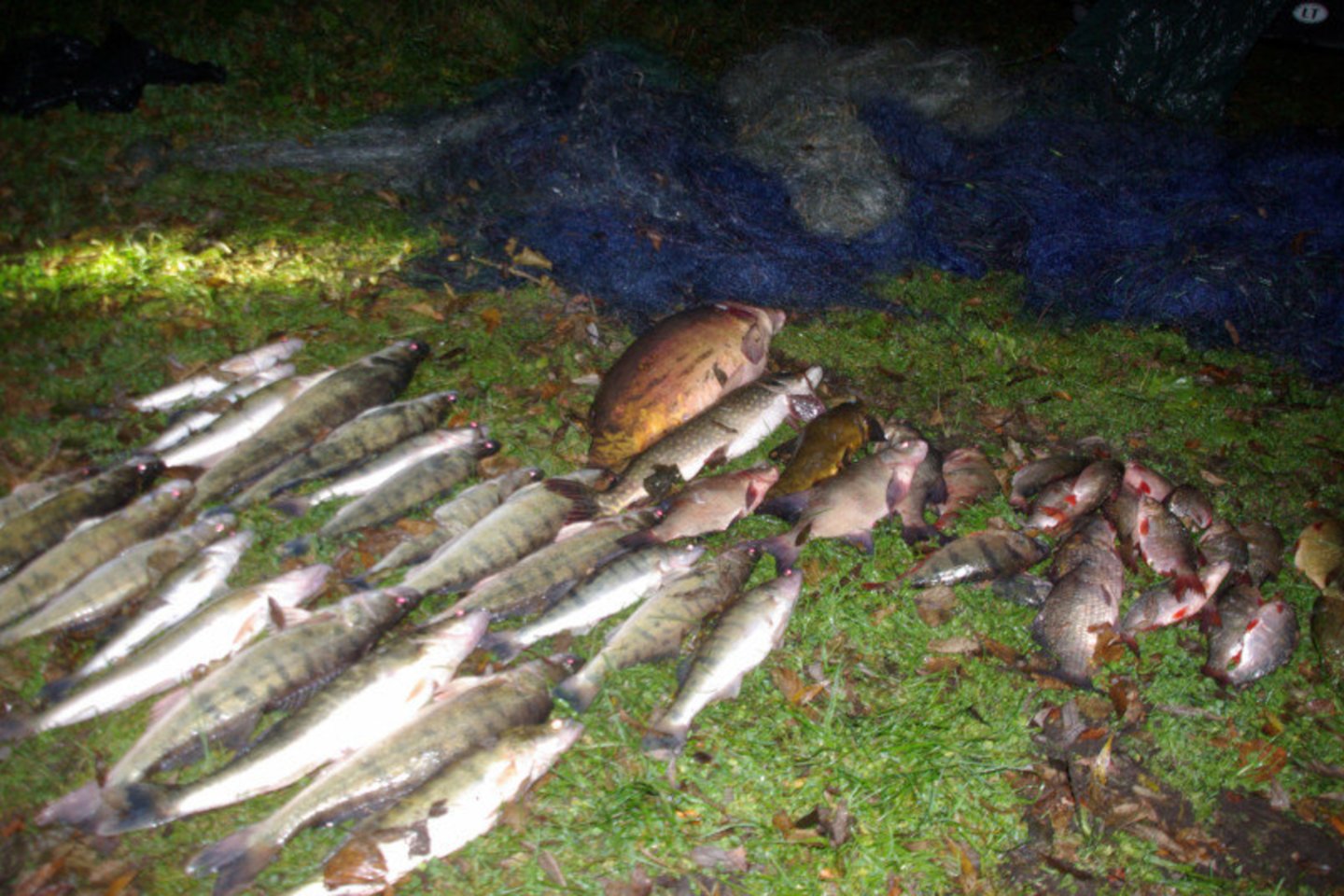 Žuvų ištekliams padaryta žala už beveik už 6,5 tūkst. eurų.<br>AAD nuotr. 