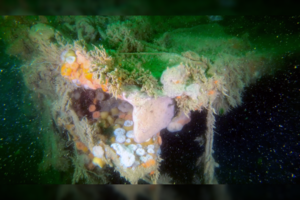 Antrojo pasaulinio karo laikų sudužęs laivas jau 80 metų keičia vandenyno mikrobiologiją