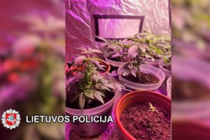 Pareigūnai sučiupo narkotikų platintoją: jo namuose aptikta kanapių ir joms auginti skirta įranga