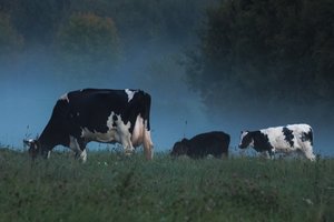 Žemdirbius nuvylė parama ūkiams modernizuoti – neima siūlomų pinigų 