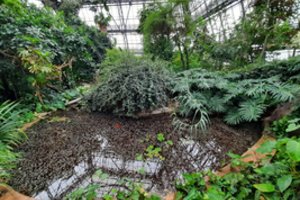 Pagalbos prašo Ukrainos nacionalinis botanikos sodas: neįkainojamai oranžerijos kolekcijai ši žiema gali būti paskutinė
