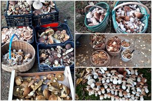 Grybautojai iš miškų traukia su pilnomis pintinėmis: laimikiai – patys įvairiausi