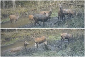 Itin mieli vaizdai iš Viešvilės rezervato: „purvo voniose“ pliuškenasi taurieji elniai