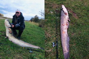 Kaunietis sugavo gyvenimo žuvį: gigantišką šamą traukė beveik valandą