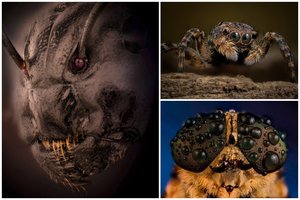 Pasaulį sužavėjo lietuvio daryta nuotrauka: ne visi atpažintų, kas tai