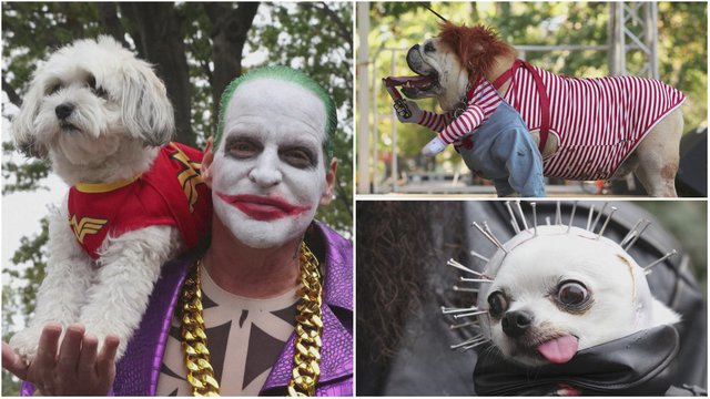 JAV šunys varžėsi Helovino mados konkurse: akį traukė išskirtiniai kostiumų dizainai