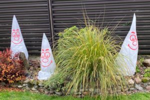 Prieš šalčius vilnietė pasidalijo būdais, kaip garantuotai apsaugoti lepius augalus