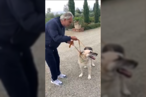 Legendinis dainininkas A. Bocelli priglaudė namus ir klausą dėl sprogimų praradusį šunį iš Ukrainos