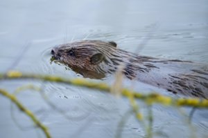 Keturis bebrus pagaliais uždaužiusio medžiotojo teismas nepagailėjo: teisę medžioti atėmė 3 metams