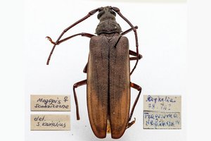 Tado Ivanausko zoologijos muziejaus rinkiniuose – netikėtas radinys