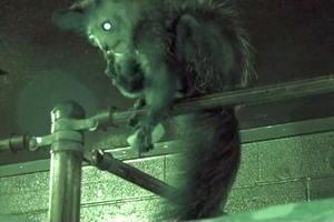 Mokslininkus itin sudomino nosį krapštantis lemūras