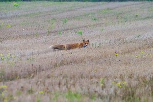 Biržų rajone siautėjo itin įžūli lapė: grobiu tapo net 88 vištos