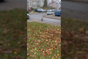 Vilniuje tarp daugiabučių užfiksuota lapė: pakviesta nubėgo tolyn