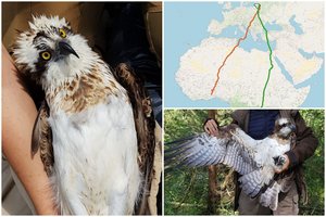 Iš Lietuvos miškų – į Kongo džiungles: siųstuvai rodo, kiek kilometrų įveikė migruojantys ereliai