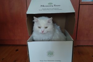 Lietuviams kilo atsisveikinimo su augintiniais idėja, kai gyvūnai tarsi atgimsta jau kita gyvybės forma