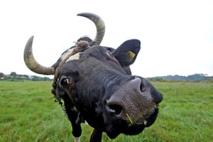 Melžimo aparato skleidžiamas garsas karvių melžimo metu nelaikytinas viešosios rimties trikdymu