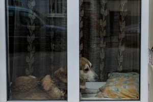 Panevėžyje moteris užmušė šunį