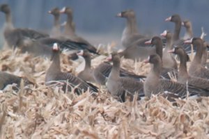 Tiek žąsų dar nesate matę: Žuvinte užfiksuotas rekordinis skaičius migruojančių paukščių