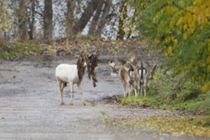 Kaune užfiksavo danielių trijulę, spėja, kad į laisvę ištrūko ne pirmą kartą
