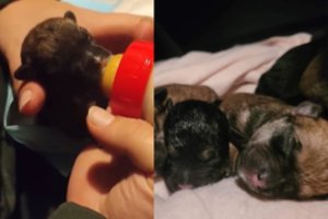  Vandžiogaloje apie skandinamus šuniukus pranešė vaikai: gerų žmonių dėka mažyliai atgavo mamą