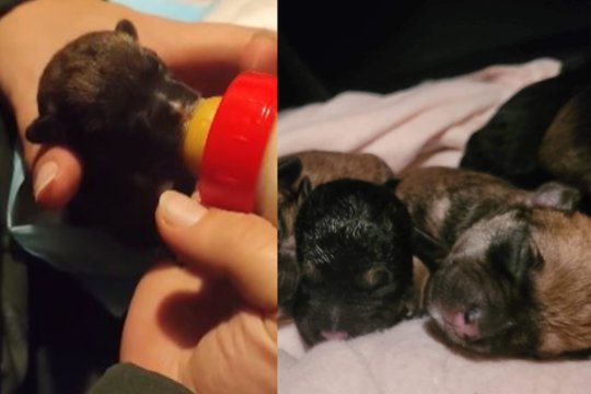  Vandžiogaloje apie skandinamus šuniukus pranešė vaikai: gerų žmonių dėka mažyliai atgavo mamą