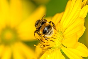 Bičių linksmybės: mokslininkai mano, kad jos irgi mėgsta žaisti