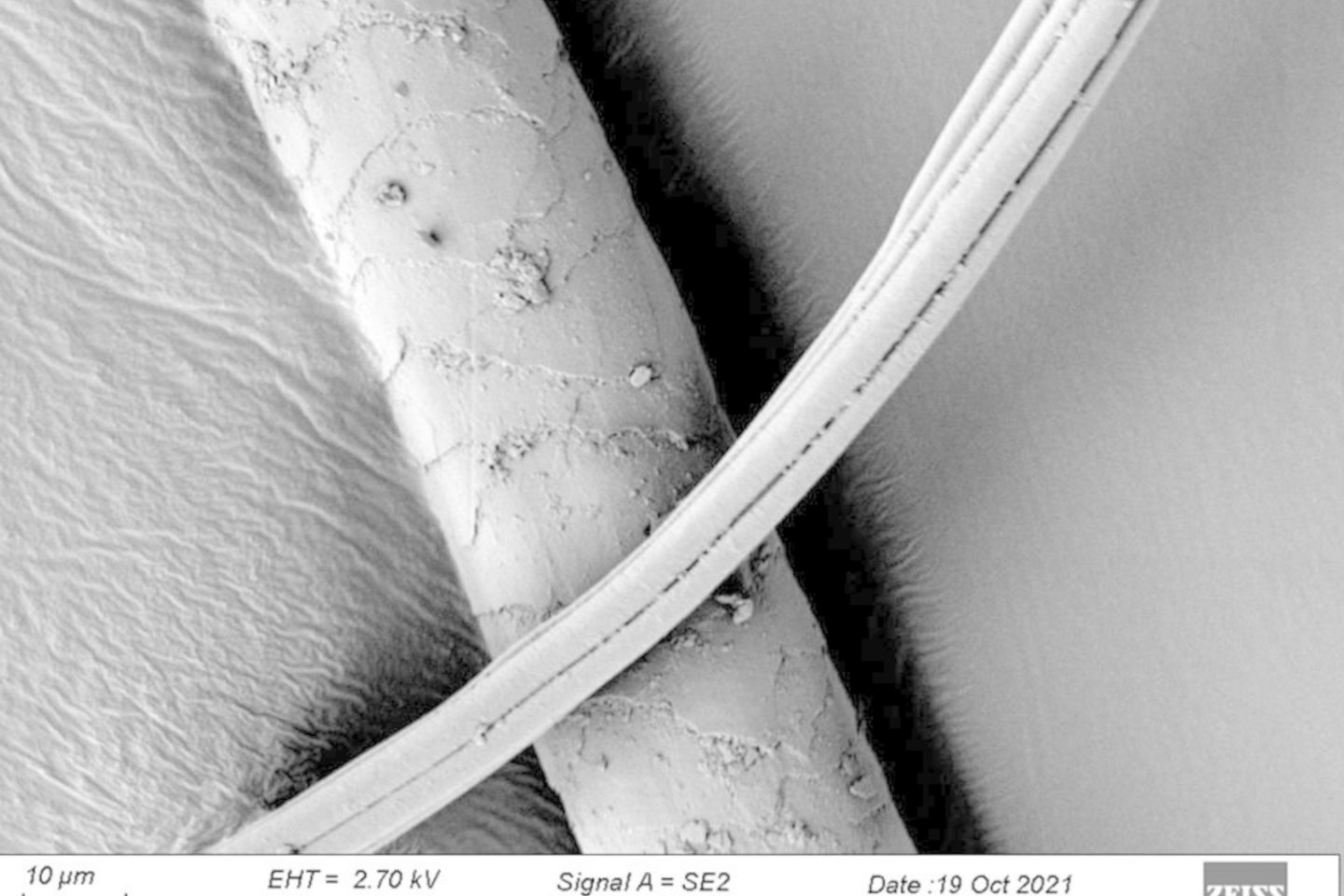  Šioje nuotraukoje matomas šuninio gyvūno plaukas, stebimas elektroniniu mikroskopu.<br> T. Kirkinen nuotr.