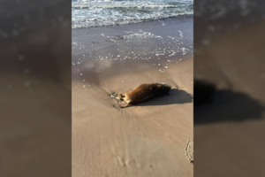 Kraupus vaizdas Palangoje: paplūdimyje rasti 8 negyvi šernai ir 2 ruoniai