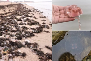 Melnragės pliažą nugulė begalė medūzų