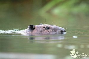 Už keturiems bebrams surengtą egzekuciją teks atsakyti: pasiteisinimai teismo neįtikino