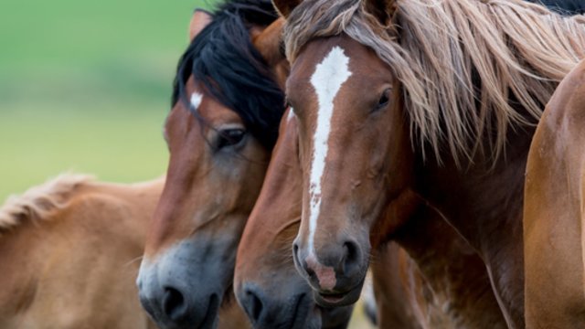 Meilė gyvūnams pastūmėjo kilnaus tikslo link: iš mirties gniaužtų išgelbėti žirgai tampa čempionais