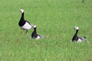 Kėdainių rajono laukuose pastebėti itin reti paukščiai