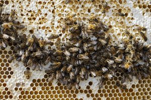 Kokia parama galės pasinaudoti bitininkai nuo 2023-ųjų?