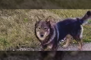 Trūko kantrybė: rokiškėnus gąsdina kelią pastojantys neprižiūrimi šunys