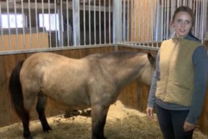 Iš mirties gniaužtų žirgus gelbėjanti Pamario krašto gyventoja pakeičia jų likimą neatpažįstamai