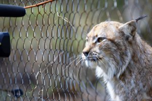 Aplinkosaugininkai: iš „Raubonių parko“ bus konfiskuoti devyni neteisėtai laikomi gyvūnai
