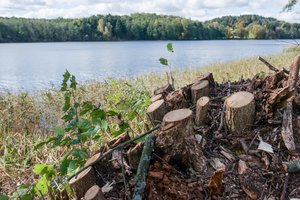 Teismo sprendimas: beveik 6 tūkst. eurų žalą už neteisėtai nukirstus medžius aplinkosaugininkai apskaičiavo pagrįstai