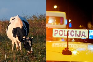 Ūkininkai karves melžė net ir prižiūrimi policijos: įrodyti savo teisybę prireikė daug jėgų