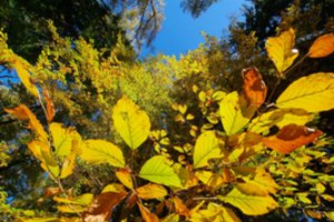 Miškininkai Lietuvoje rengiasi įveisti daugiau buko medžių