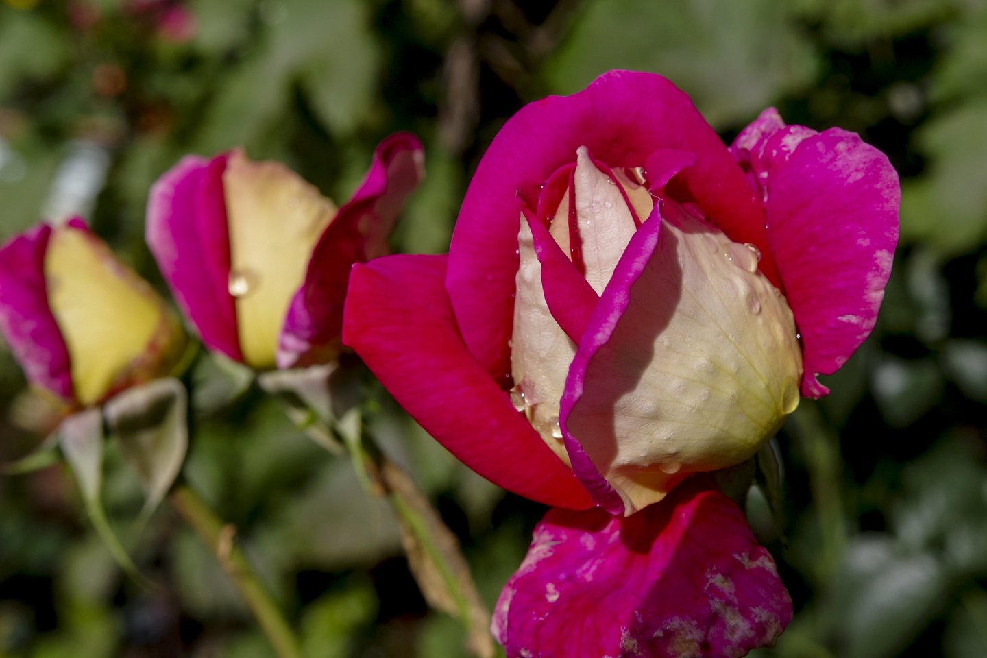 Lapkričio mėnuo-pats geriausias laikas sodinti rožes plikomis šaknimis.<br>V.Ščiavinsko nuotr.