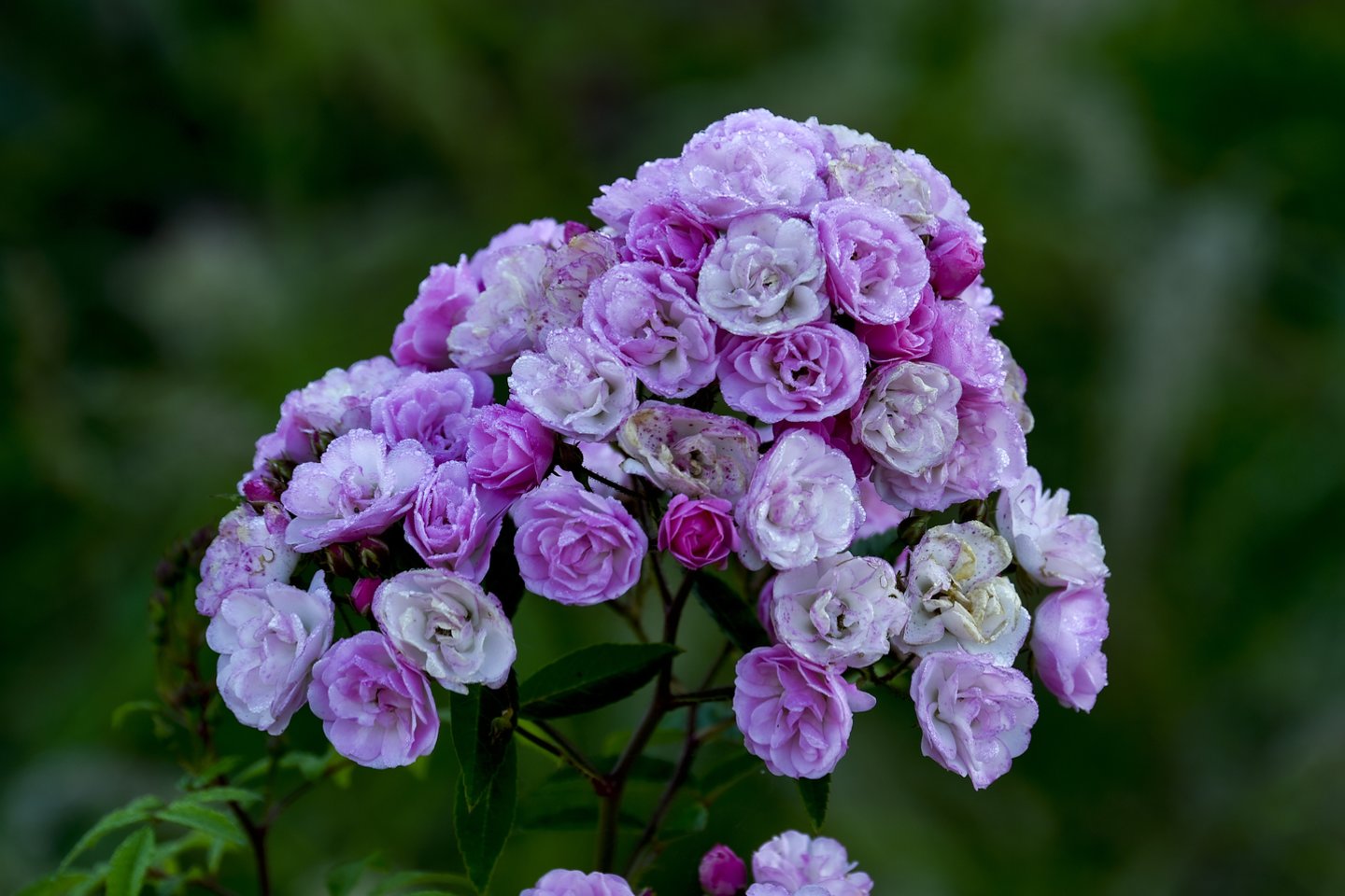 Lapkričio mėnuo-pats geriausias laikas sodinti rožes plikomis šaknimis.<br>V.Ščiavinsko nuotr.