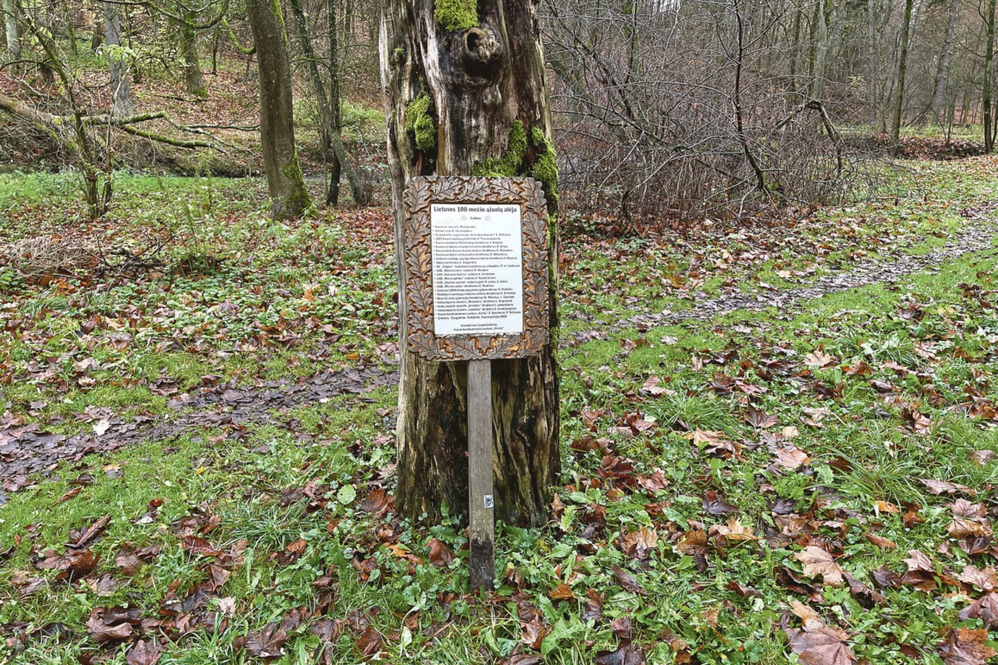 Kauniečiai piktinosi, kad dalis A.Mickevičiaus slėnyje 2018 metais pasodintų ąžuoliukų neprigiję, kiti atrodo nudžiūvę. Dešimt ąžuoliukų buvo pasodinta Lietuvos nepriklausomybės šimtmečio proga.<br>G.Bitvinsko nuotr.