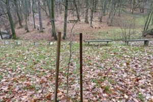 Ąžuoliukus iškilmingai pasodino ir pamiršo: Kauno savivaldybė paaiškino, kodėl A. Mickevičiaus slėnis iki šiol apleistas  