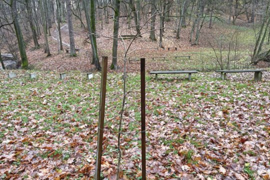 Ąžuoliukus iškilmingai pasodino ir pamiršo: Kauno savivaldybė paaiškino, kodėl A. Mickevičiaus slėnis iki šiol apleistas  