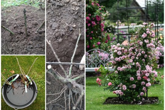 Vilnietė pasidalijo svarbiausiais patarimais: kada ir kaip pasodintos rožės prigyja 100 procentų