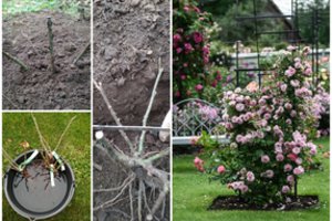 Vilnietė pasidalijo svarbiausiais patarimais: kada ir kaip pasodintos rožės prigyja 100 procentų