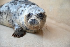 Jūrų muziejaus specialistų numylėtinės: kada į laisvę sugrįš pavasarį išgelbėtos ruoniukės Slyva ir Zunda