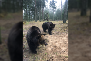 Iš pažeidėjo konfiskuotos meškos apsigyveno „Žvėrinčiuje“: jas išvysti galima ir lankytojams