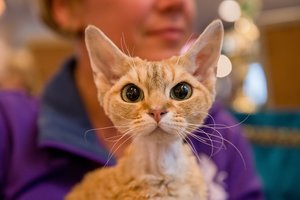 5 lengvai atpažįstami ženklai, kad jūsų katė yra laiminga