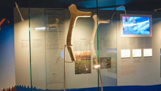 Tado Ivanausko muziejuje eksponuojamas seniausias kirvis Lietuvoje: parodė, ką su juo galima daryti